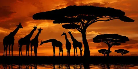 4 Days Safari Through Tarangire Serengeti and Ngorongoro