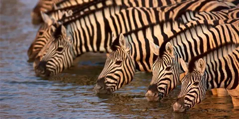 5 Days Tailored Mid Range Safari Discover Tarangire Serengeti and Ngorongoro Crater