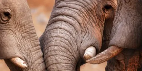 cover-5 Days Journey into Opulence Vip Safari in Tanzania