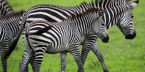 5 Days Five Mid Range Safari Adventure