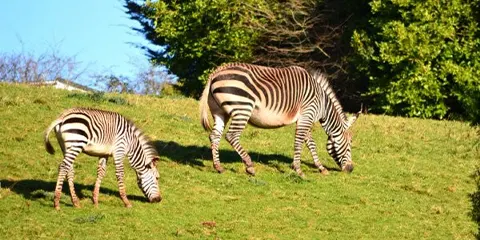 5 Days Tanzania Mid Range Private Safari