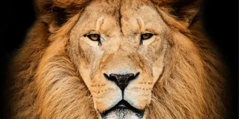 3 Days Serengeti Vip Luxury Lodge to Ngorongoro