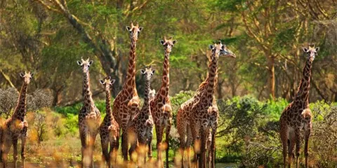 3 Days Safari Bliss Luxury Living in Serengeti Wild Heart