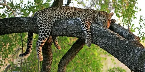 3 Days Mid Range Retreat Serengeti and Ngorongoro Crater