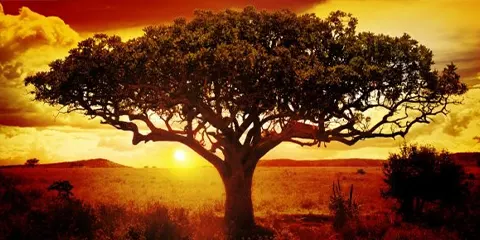 5 Days Safari Symphony in Style VIP Luxury Private Journey to Remember