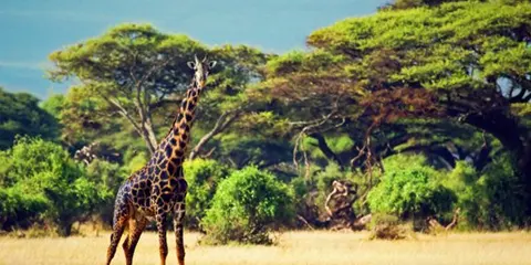 cover-5 Days Safari to Tarangire Serengeti and Ngorongoro