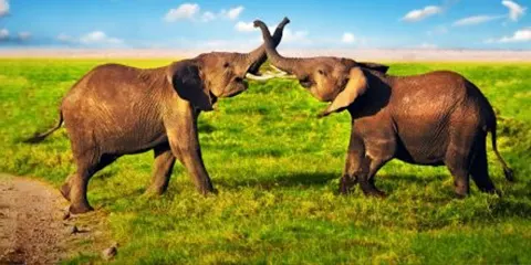 3 Days Serengeti and Ngorongoro Luxury Trip of Vip Safari