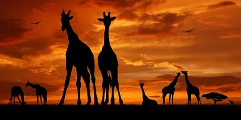 cover-3 Days Camping on a Budget Join Group Safari to Serengeti