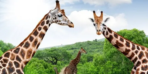 4 Days Mid Range to Tarangire Serengeti and Ngorongoro 