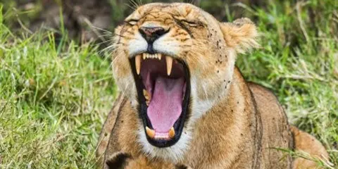 3 Days Luxurious Safari Magic in Serengeti and Ngorongoro