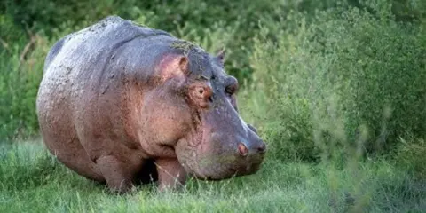 5 Days Luxury Safari Serengeti Ngorongoro and Tarangire