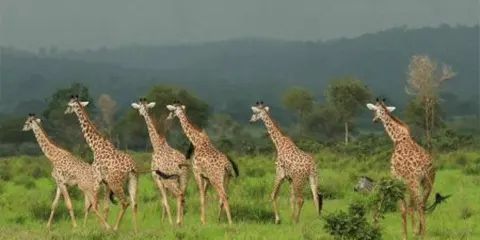 7 Days Private Safari Big 5 Adventure to Tarangire