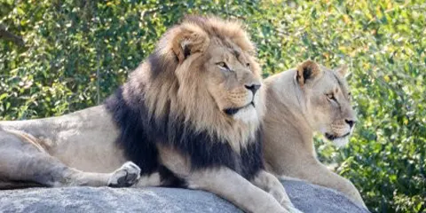 3 Days Luxury Private Safari to Serengeti and Ngorongoro