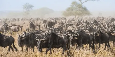 3 Days Mid Range Expedition to Serengeti and Ngorongoro