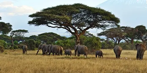 cover-5 Days Camping Safari Big Five Encounter in Tanzania