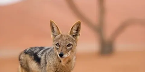 3 Days Private Trip Safari to Serengeti and Ngorongoro