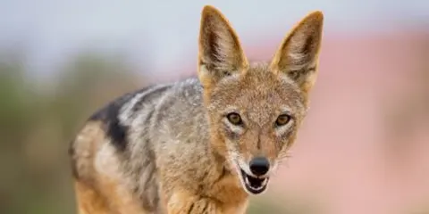 5 Days Vip Luxury Safari to Serengeti and Ngorongoro