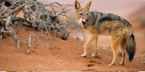 5 Days Big Five Budget in Serengeti and Ngorongoro