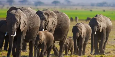 3 Days Infinite Luxury Safari in Serengeti Wilderness 