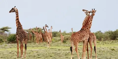 4 Days Budget Safari Camping in Tarangire Serengeti