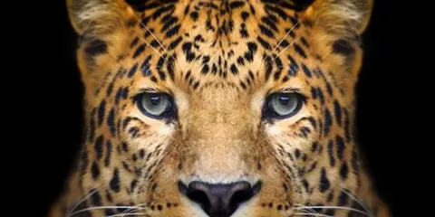 5 Days Luxury Lodging Safari Tarangire and Serengeti