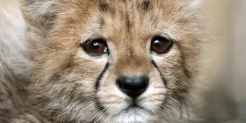 3 Days Mid Range Escape to Serengeti and Ngorongoro 