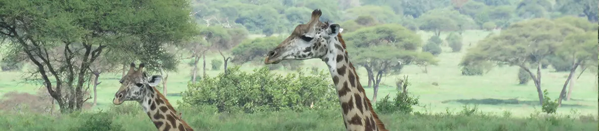 Tarangire national park