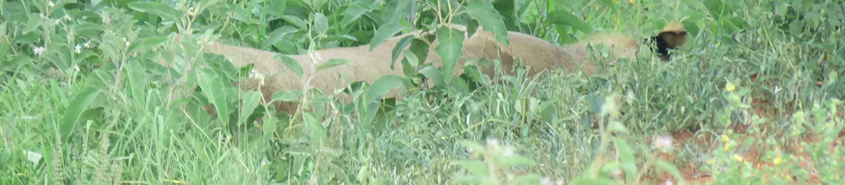 Tarangire national park