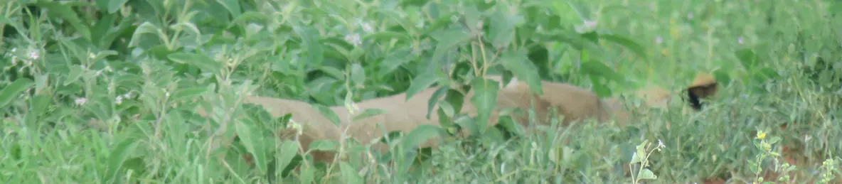 Tarangire national park