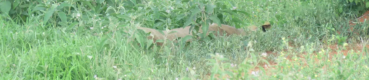 Tarangire national park