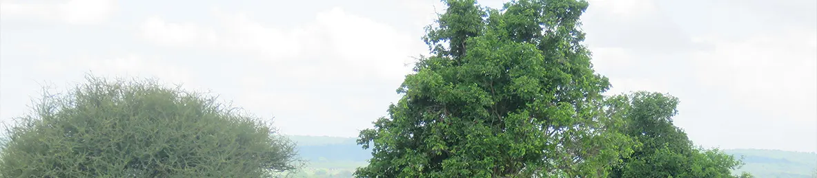 Tarangire national park
