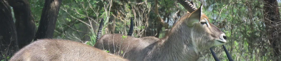 Tarangire national park