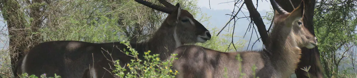 Tarangire national park