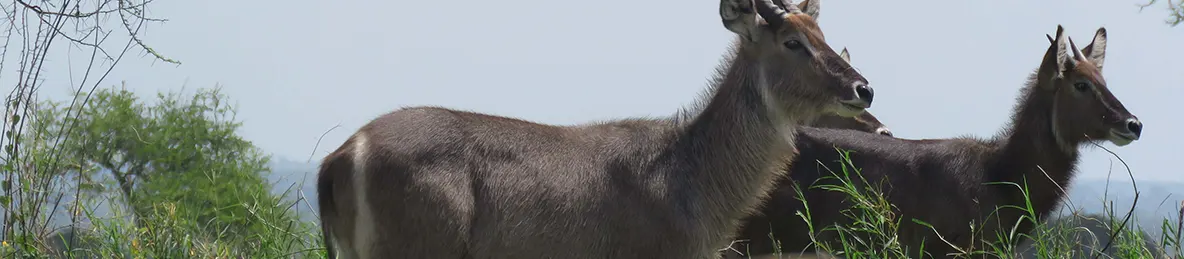 Tarangire national park