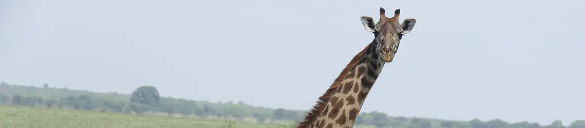 Tarangire national park