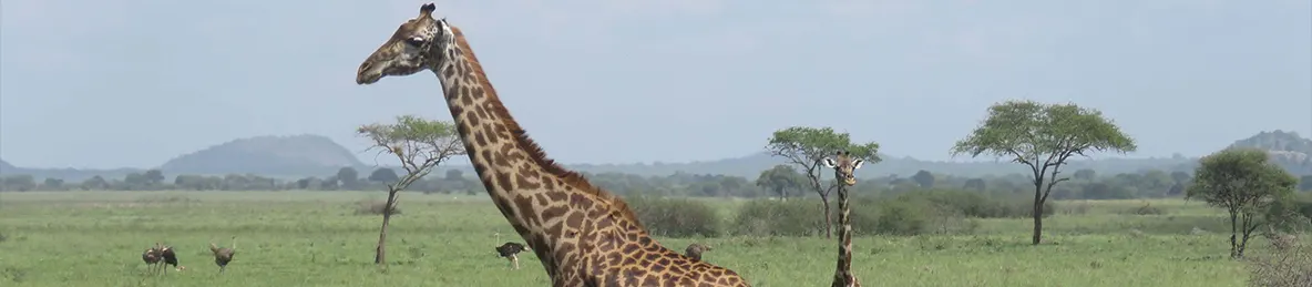 Tarangire national park