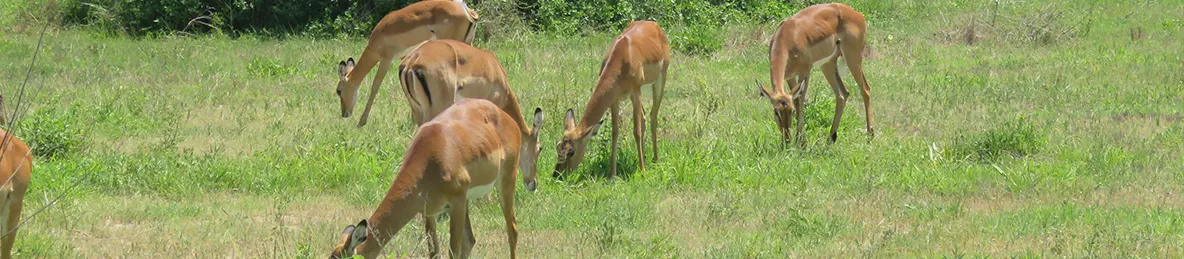 Tarangire national park