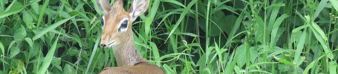 Tarangire national park