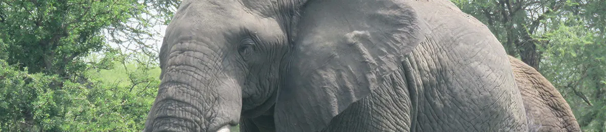 Tarangire national park