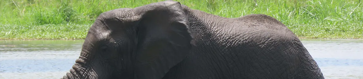 Tarangire national park