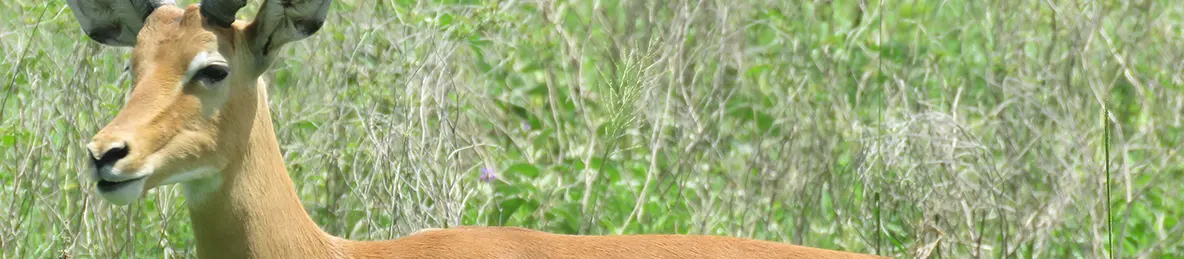 Tarangire national park