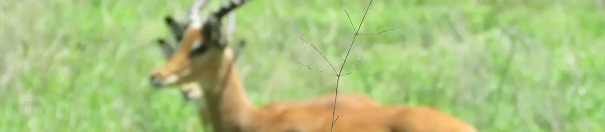 Tarangire national park