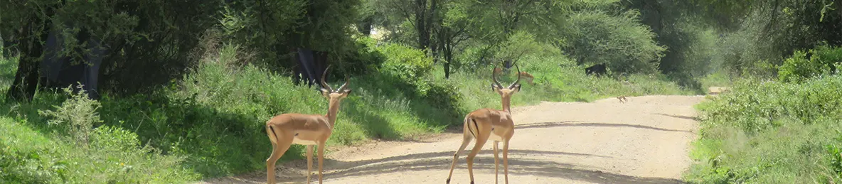 Tarangire national park