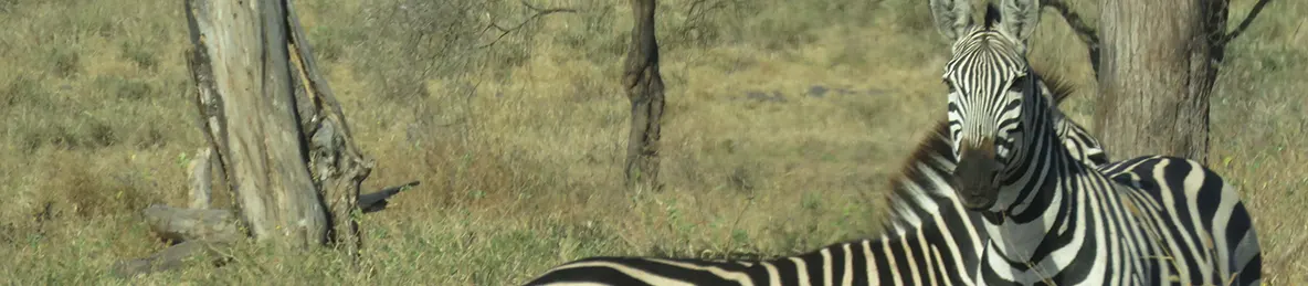 Tarangire national park