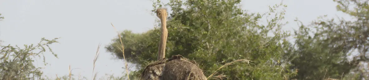 Tarangire national park