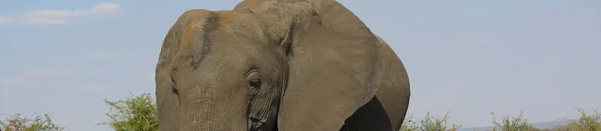 Tarangire national park