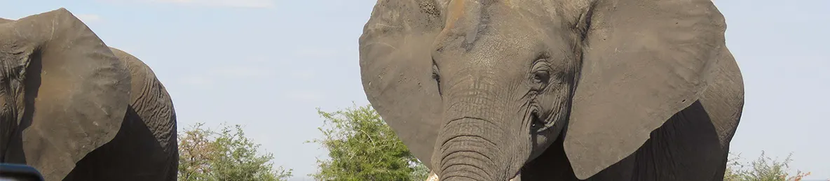 Tarangire national park