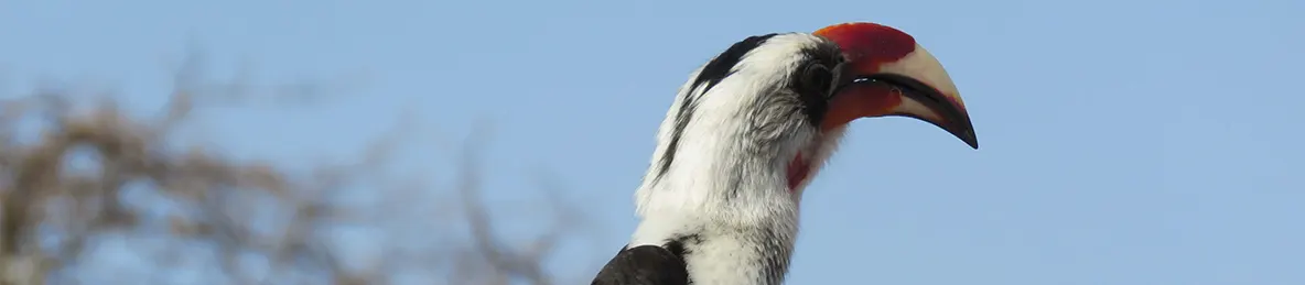 Tarangire national park