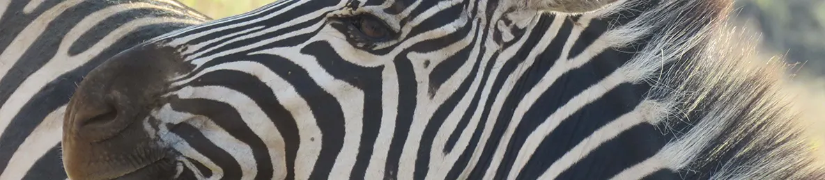 Tarangire national park