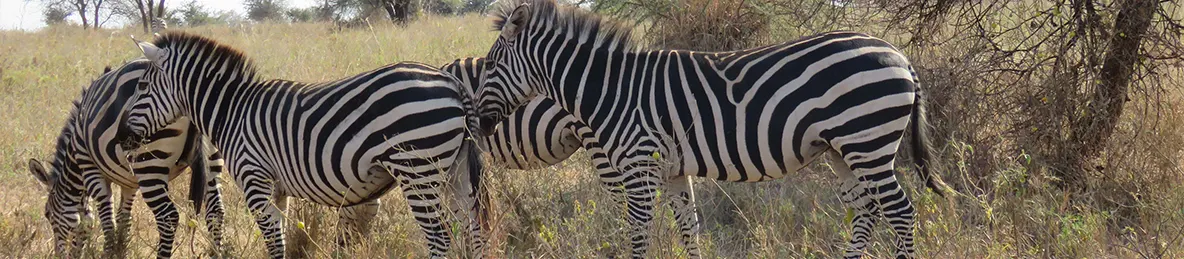 Tarangire national park